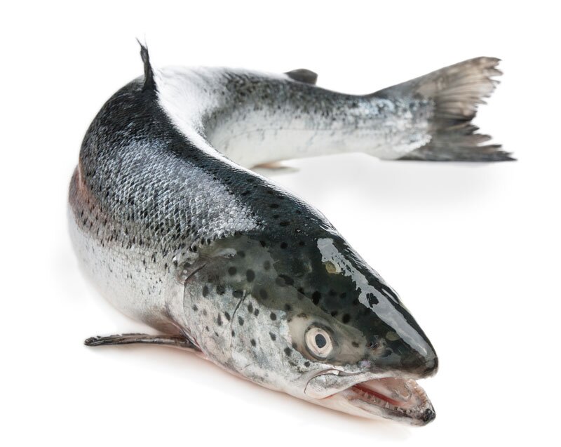 Fischöl